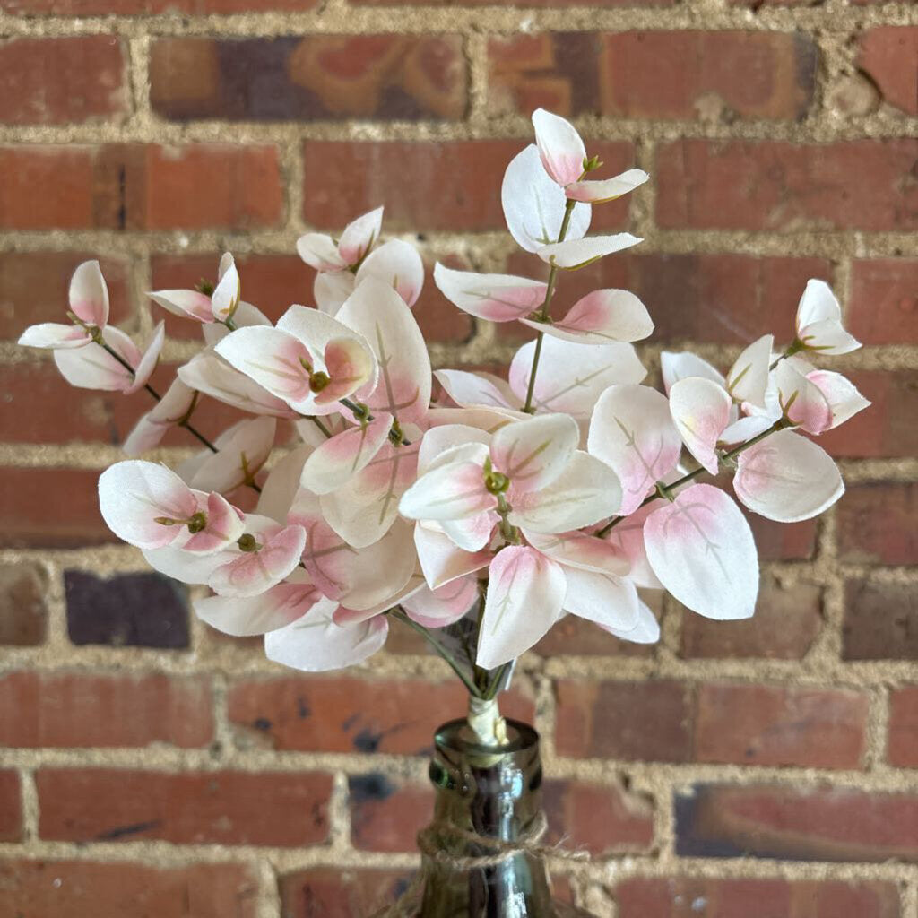 BLUSHING EUCALYPTUS BUSH