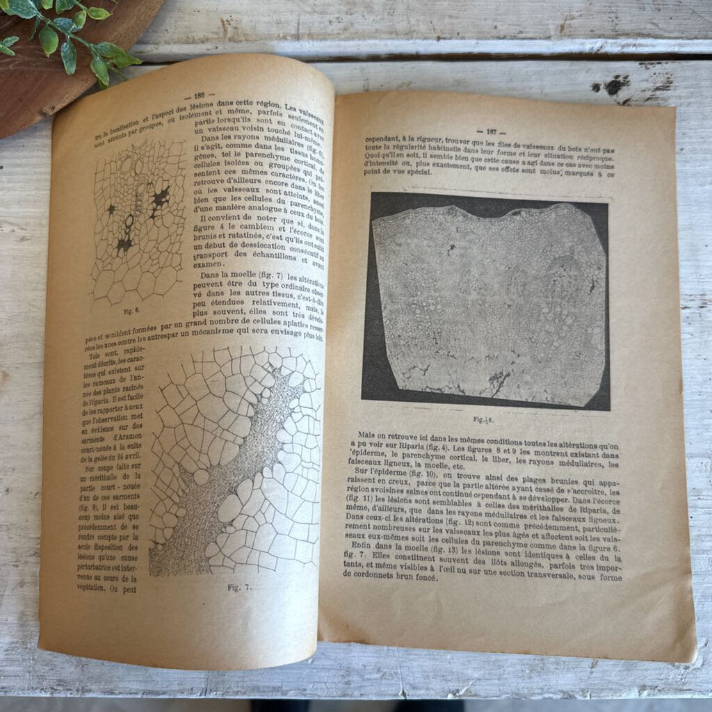 FRENCH AGRICULTURAL JOURNAL, "LE PROGRES AGRICOLE ET VITICOLE"