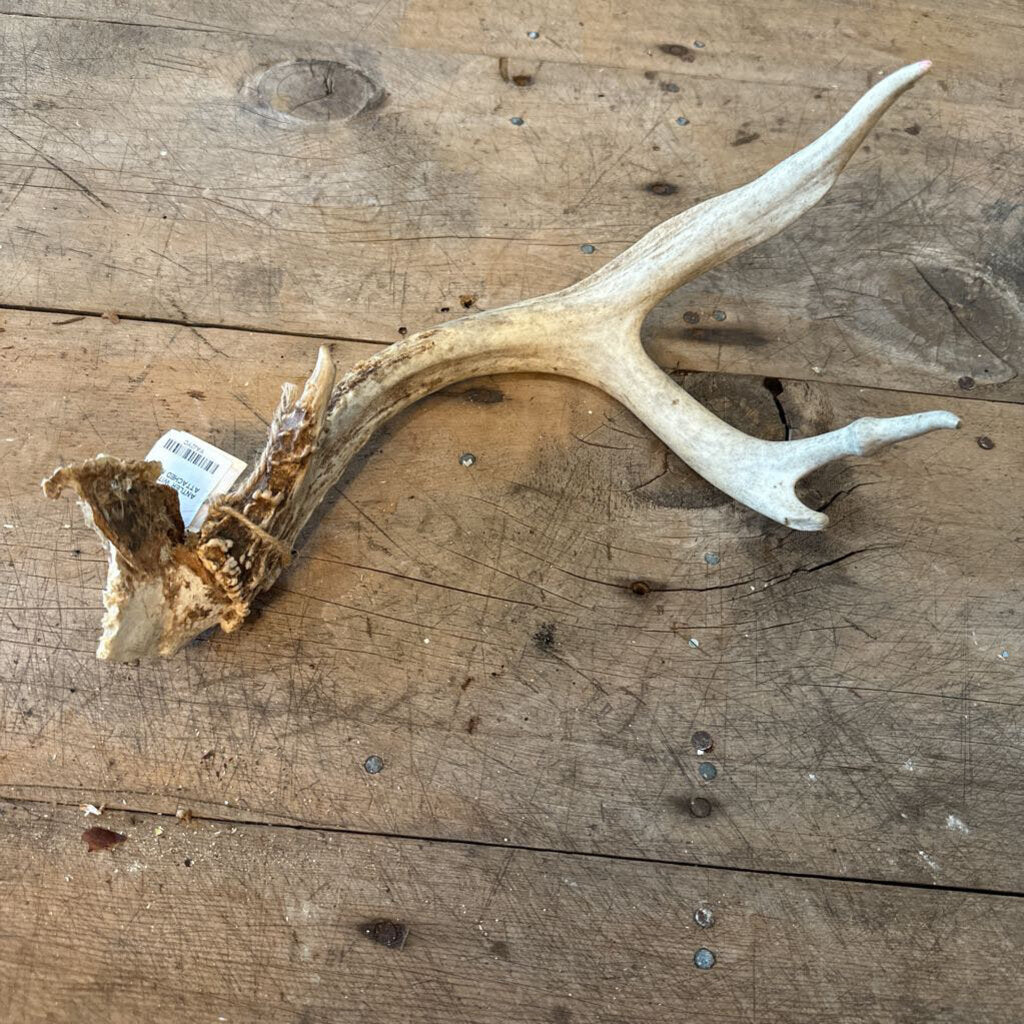ANTLER WITH PART OF SKULL ATTACHED