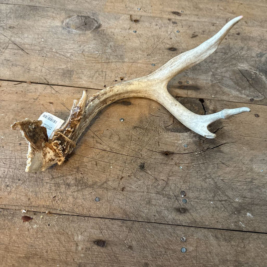 ANTLER WITH PART OF SKULL ATTACHED