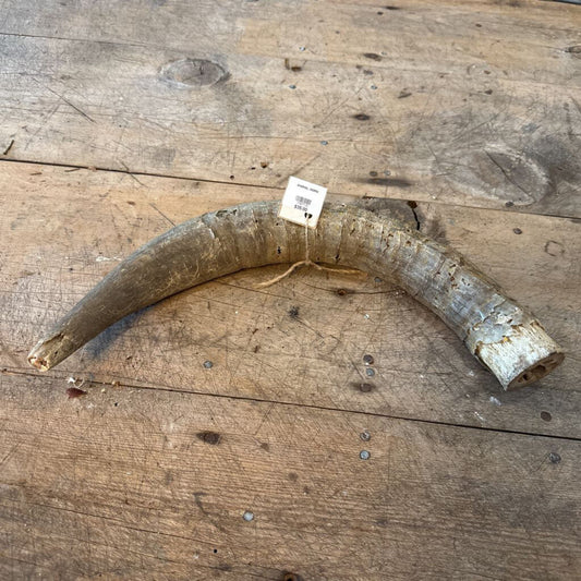 ANIMAL HORN