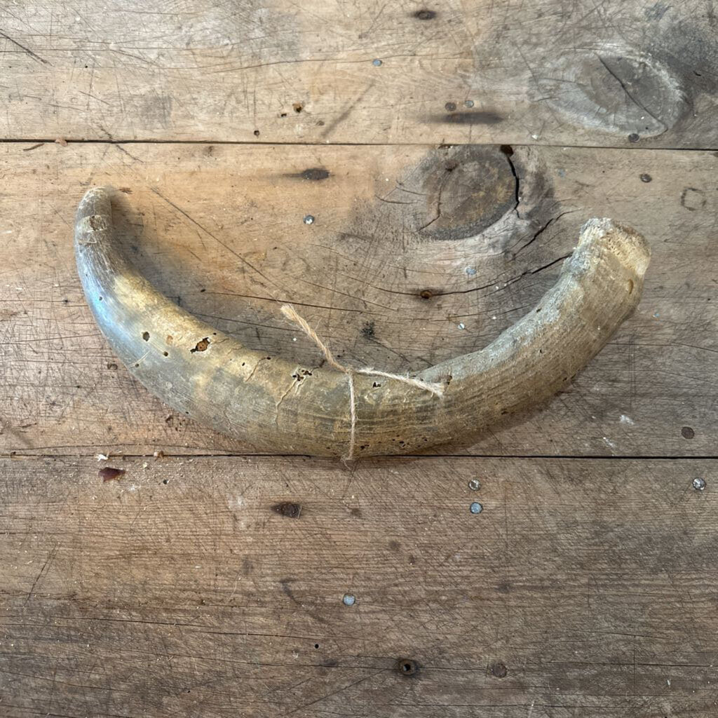 ANIMAL HORN