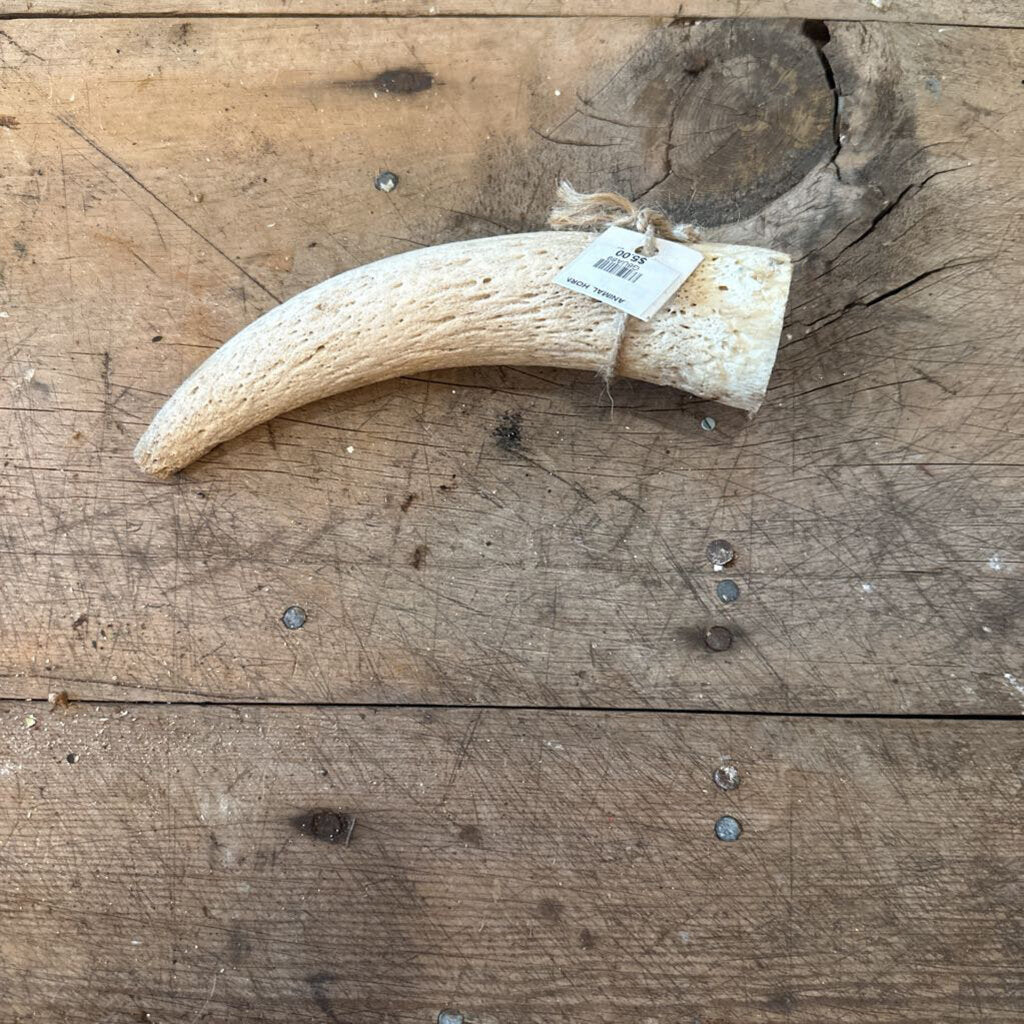 ANIMAL HORN