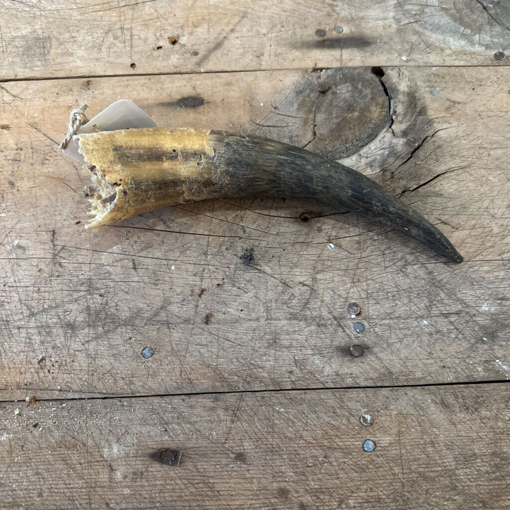 HOLLOW ANIMAL HORN
