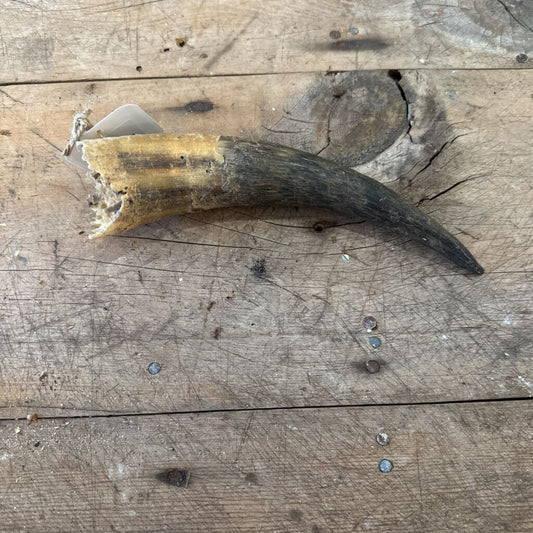 HOLLOW ANIMAL HORN