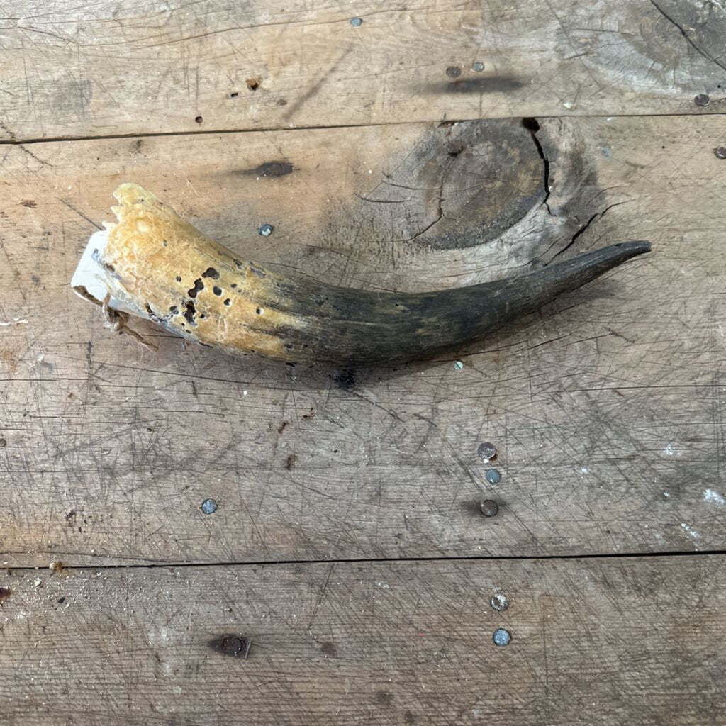 HOLLOW ANIMAL HORN