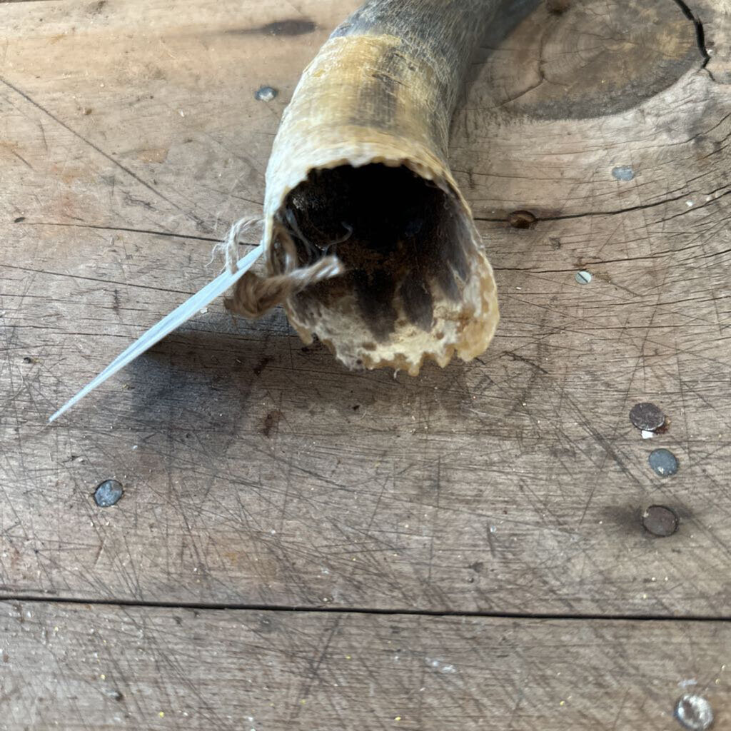 HOLLOW ANIMAL HORN