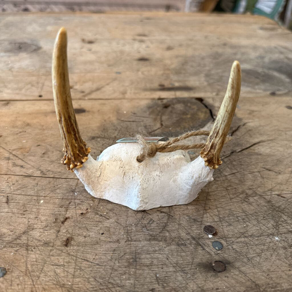 ANTLERS WITH PARTIAL SKULL