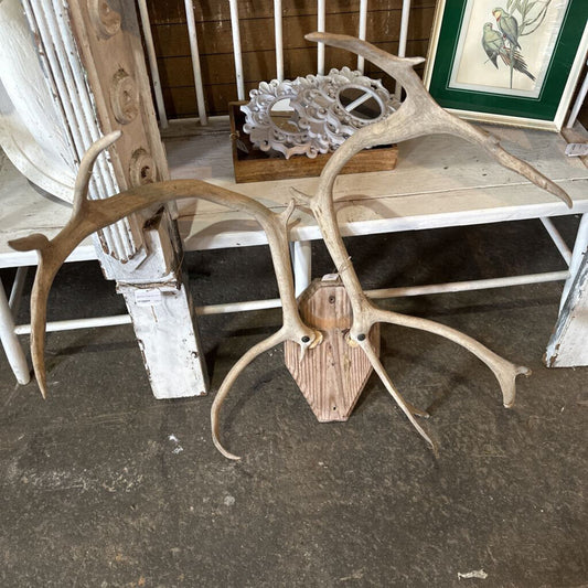 MOUNTED ANTLERS