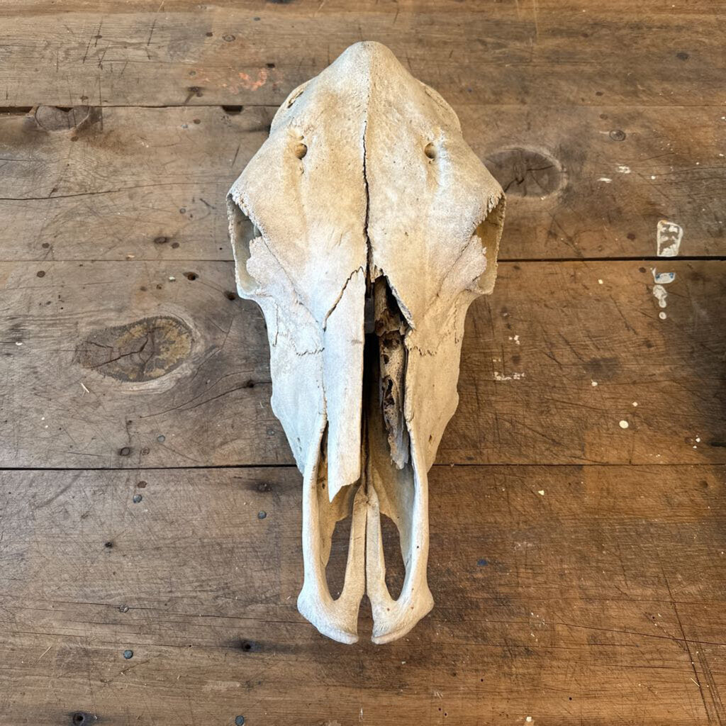 ANIMAL SKULL