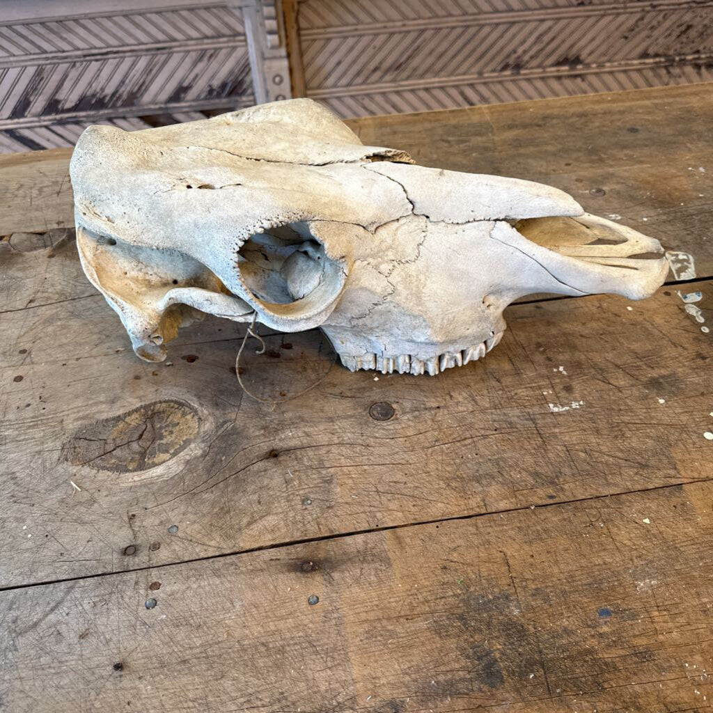 ANIMAL SKULL
