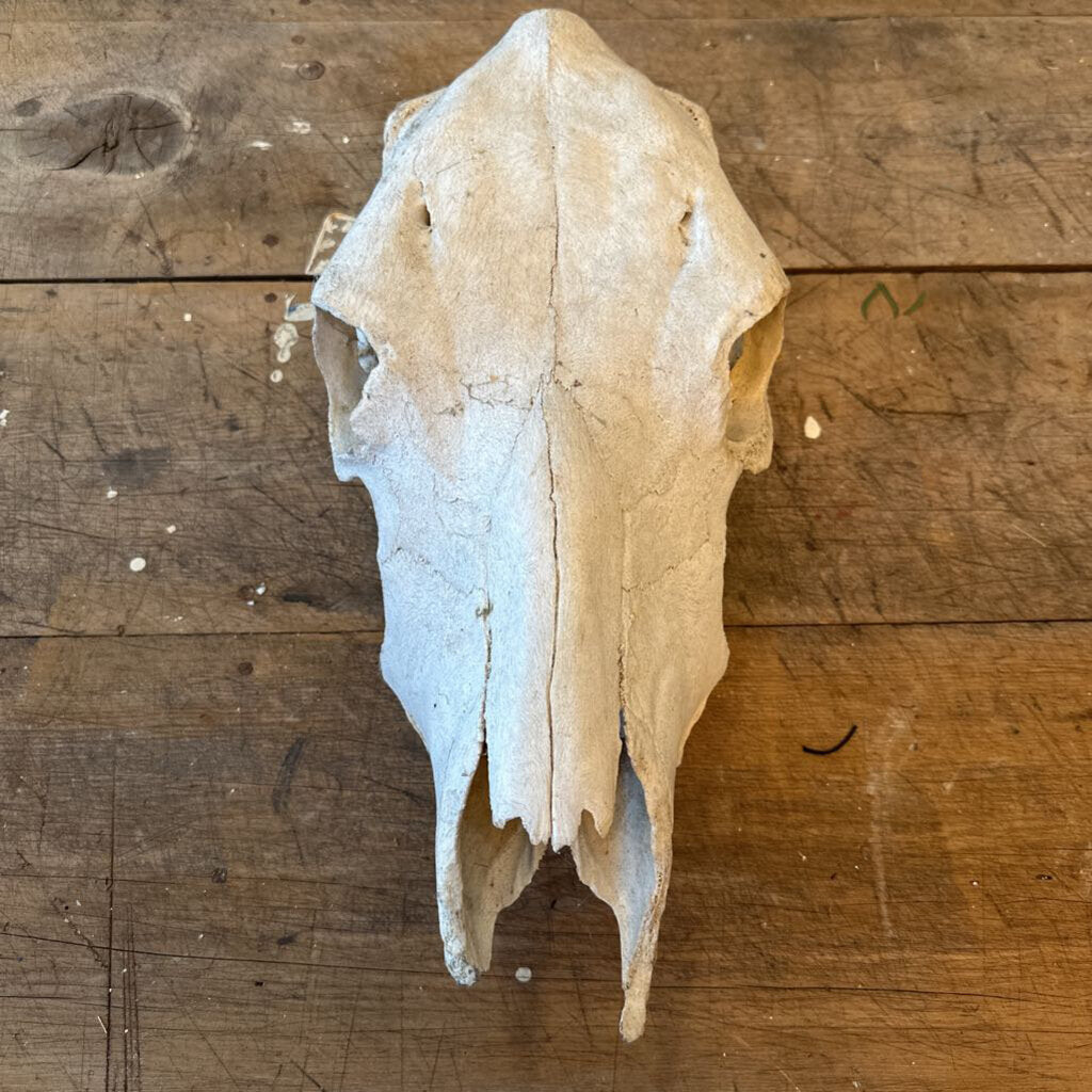 ANIMAL SKULL