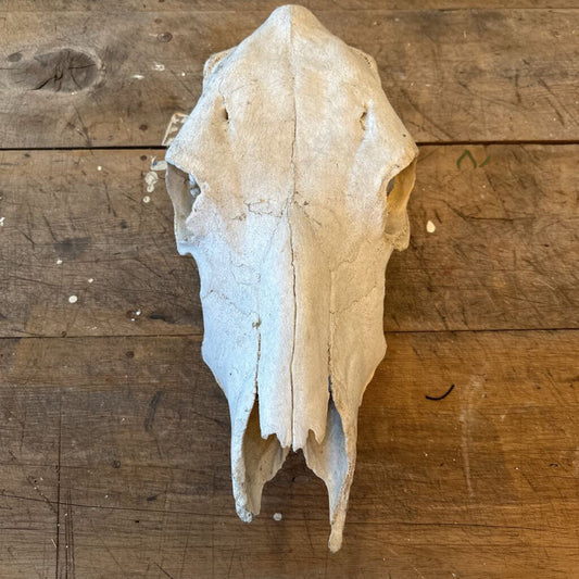 ANIMAL SKULL