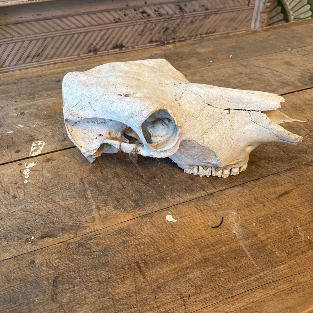 ANIMAL SKULL