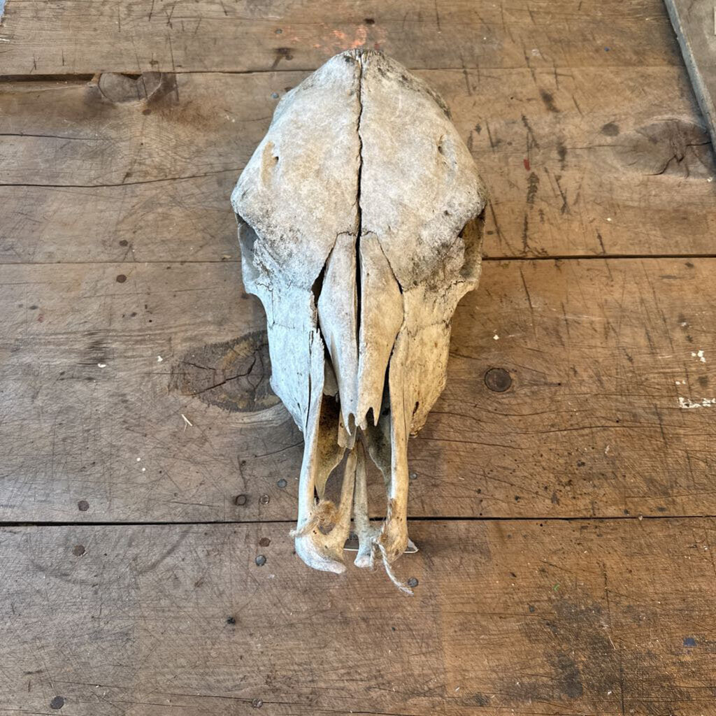 ANIMAL SKULL