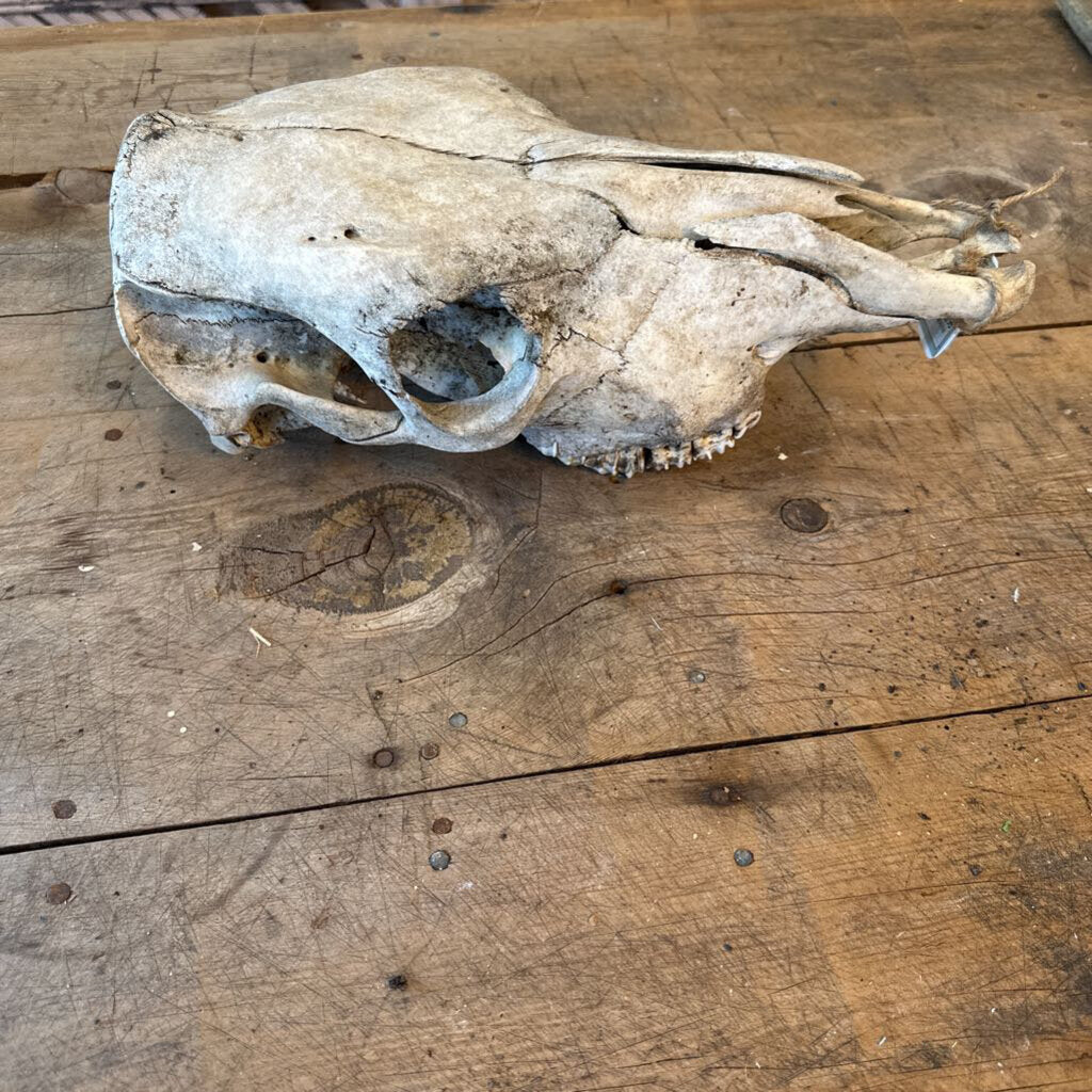 ANIMAL SKULL