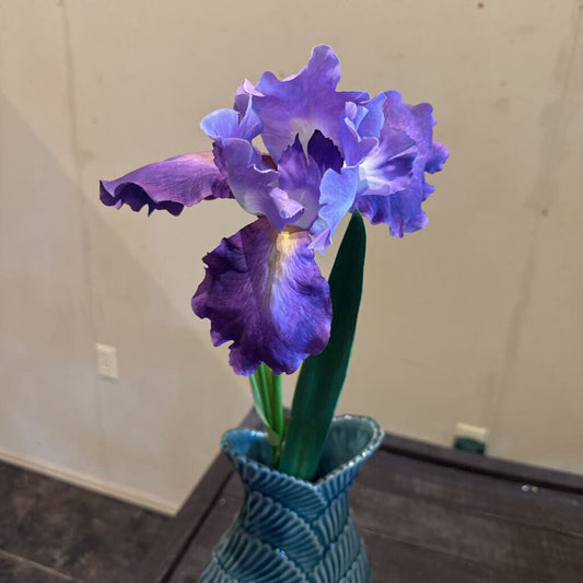 IRIS STEM