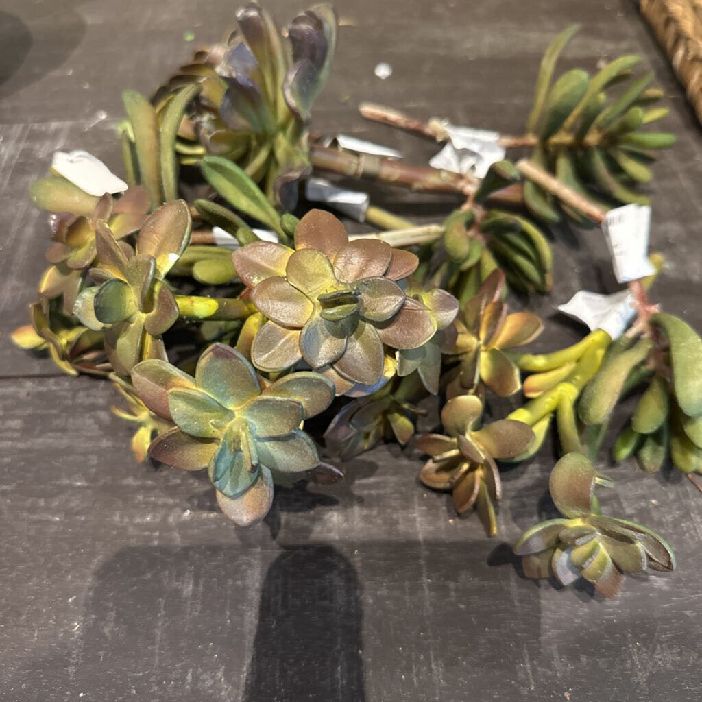 SUCCULENT STEM