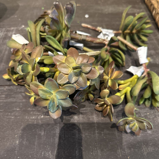 SUCCULENT STEM