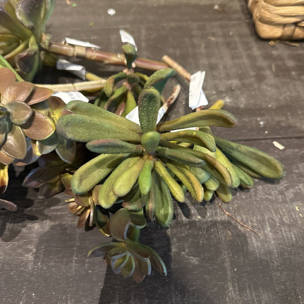 SUCCULENT STEM