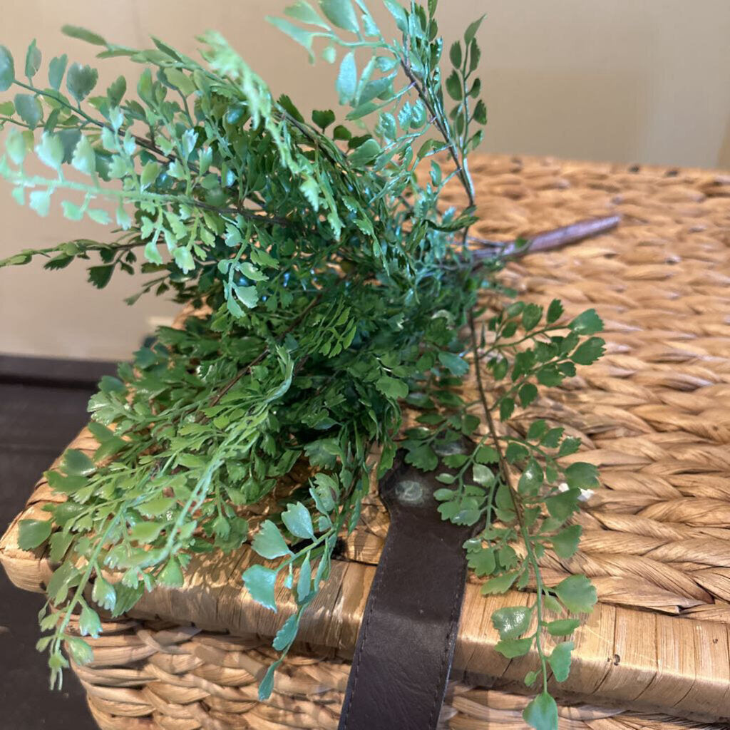 MAIDENHAIR FERN STEM