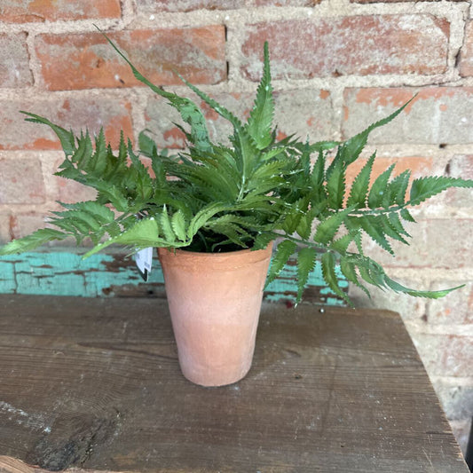 FERN PLANT IN POT