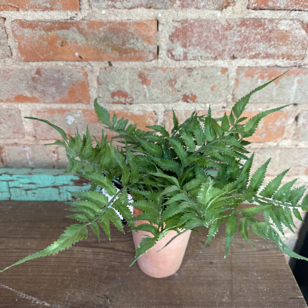 FERN PLANT IN POT