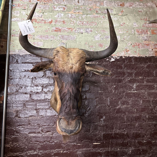 WILDEBEAST MOUNTED TAXIDERMY