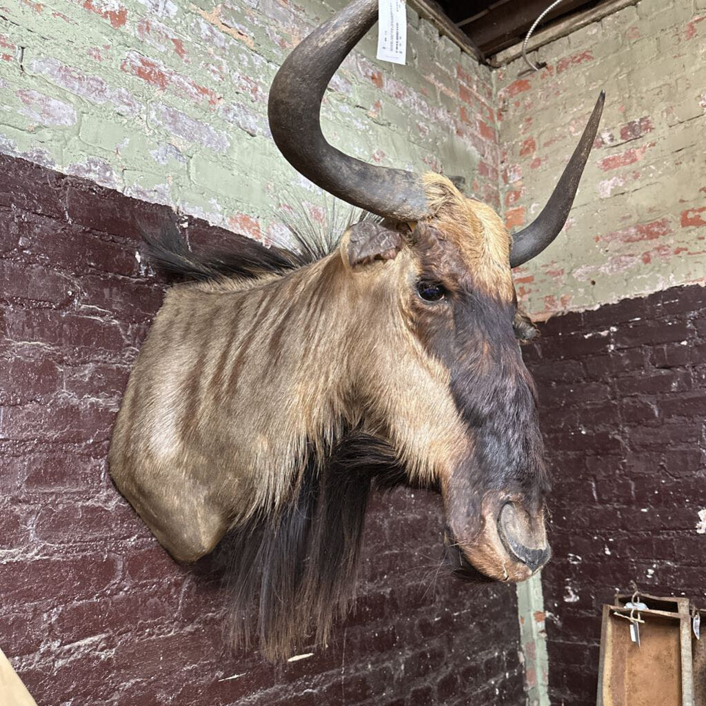 WILDEBEAST MOUNTED TAXIDERMY