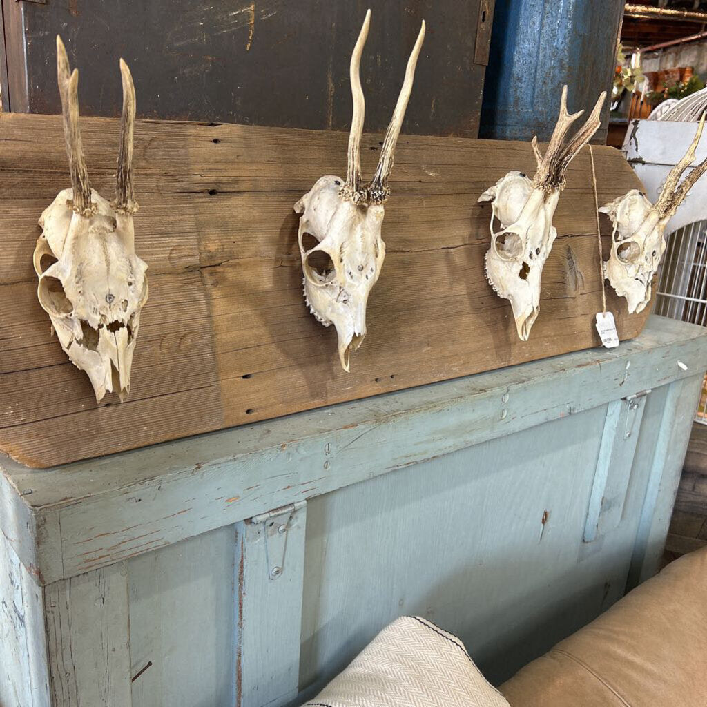 MOUNTED SKULLS AND HORNS