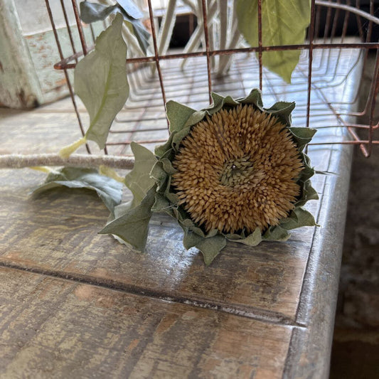 DRIED SUNFLOWER STEM