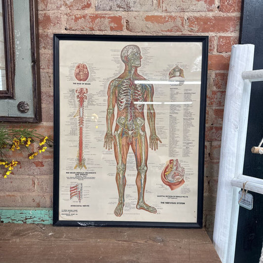 HUMAN NERVOUS SYSTEM CHART