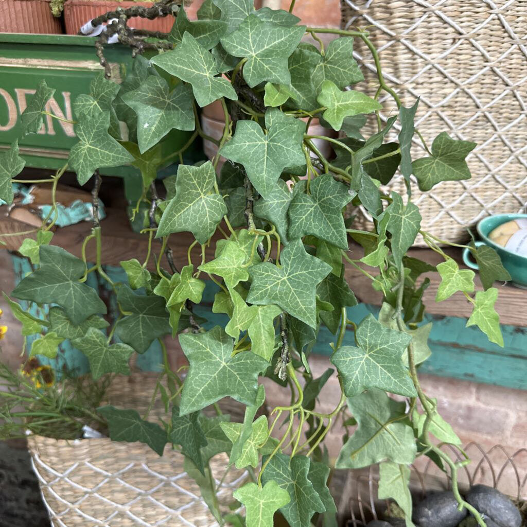 TRAILING IVY VINE